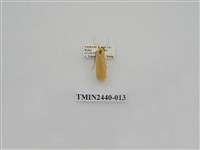 藏品(巨橙苔蛾)的圖片